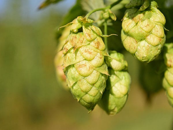 houblon pour la bière