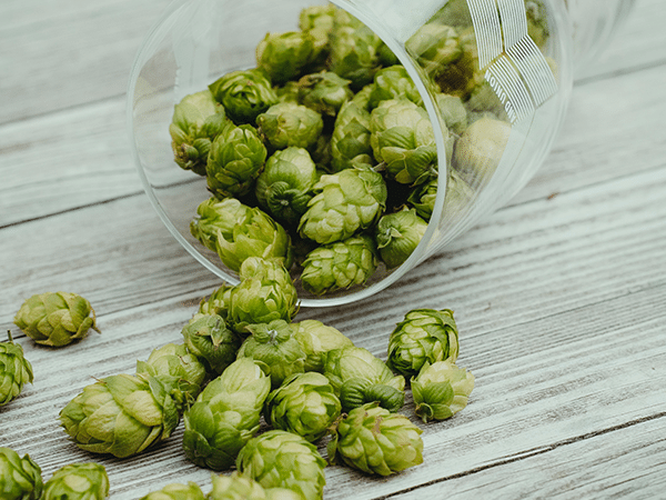 houblon et bière